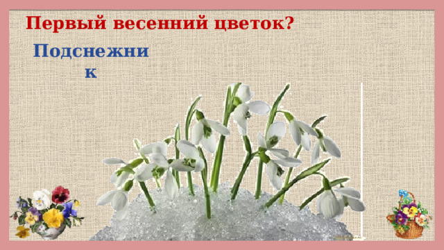 Первый весенний цветок?  Подснежник 