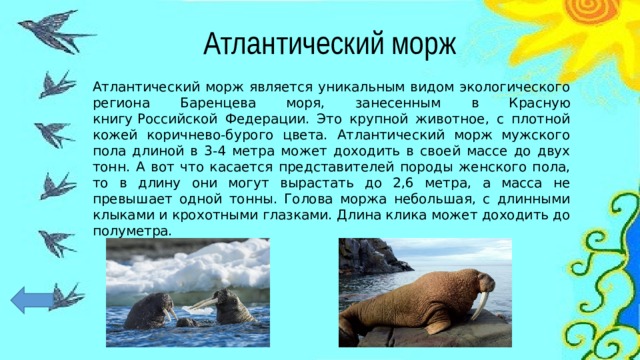 Атлантический морж Атлантический морж является уникальным видом экологического региона Баренцева моря, занесенным в Красную книгу Российской Федерации. Это крупной животное, с плотной кожей коричнево-бурого цвета. Атлантический морж мужского пола длиной в 3-4 метра может доходить в своей массе до двух тонн. А вот что касается представителей породы женского пола, то в длину они могут вырастать до 2,6 метра, а масса не превышает одной тонны. Голова моржа небольшая, с длинными клыками и крохотными глазками. Длина клика может доходить до полуметра. 