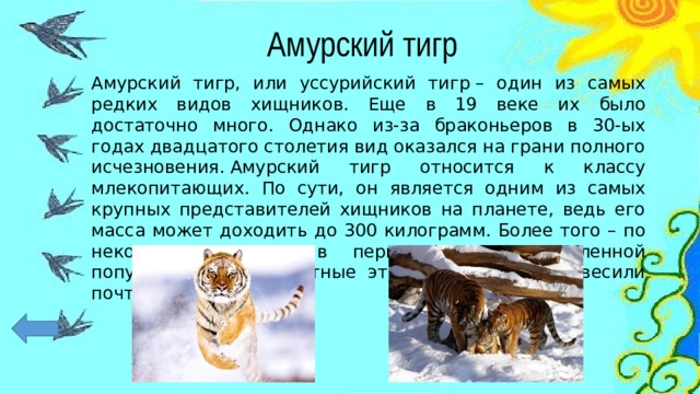 Амурский тигр Амурский тигр, или уссурийский тигр – один из самых редких видов хищников. Еще в 19 веке их было достаточно много. Однако из-за браконьеров в 30-ых годах двадцатого столетия вид оказался на грани полного исчезновения. Амурский тигр относится к классу млекопитающих. По сути, он является одним из самых крупных представителей хищников на планете, ведь его масса может доходить до 300 килограмм. Более того – по некоторым данным в период их многочисленной популяции были животные этого вида, которые весили почти 400 кг. 