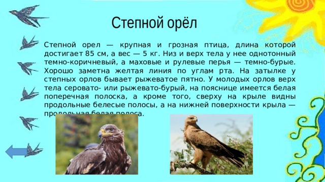 Степной орёл Степной орел — крупная и грозная птица, длина которой достигает 85 см, а вес — 5 кг. Низ и верх тела у нее однотонный темно-коричневый, а маховые и рулевые перья — темно-бурые. Хорошо заметна желтая линия по углам рта. На затылке у степных орлов бывает рыжеватое пятно. У молодых орлов верх тела серовато- или рыжевато-бурый, на пояснице имеется белая поперечная полоска, а кроме того, сверху на крыле видны продольные белесые полосы, а на нижней поверхности крыла — продольная белая полоса. 