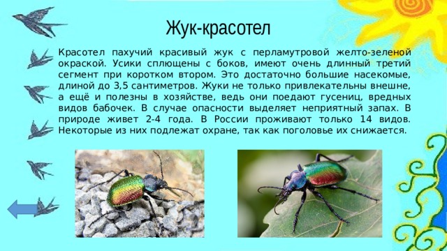 Жук-красотел Красотел пахучий красивый жук с перламутровой желто-зеленой окраской. Усики сплющены с боков, имеют очень длинный третий сегмент при коротком втором. Это достаточно большие насекомые, длиной до 3,5 сантиметров. Жуки не только привлекательны внешне, а ещё и полезны в хозяйстве, ведь они поедают гусениц, вредных видов бабочек. В случае опасности выделяет неприятный запах. В природе живет 2-4 года. В России проживают только 14 видов. Некоторые из них подлежат охране, так как поголовье их снижается. 