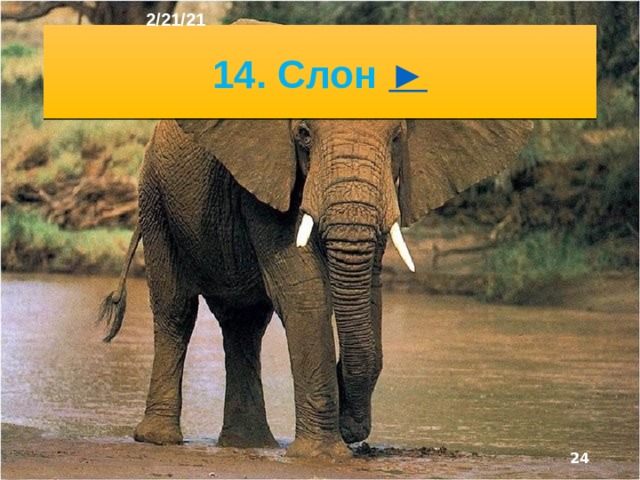 2/21/21 13. Лев ►  