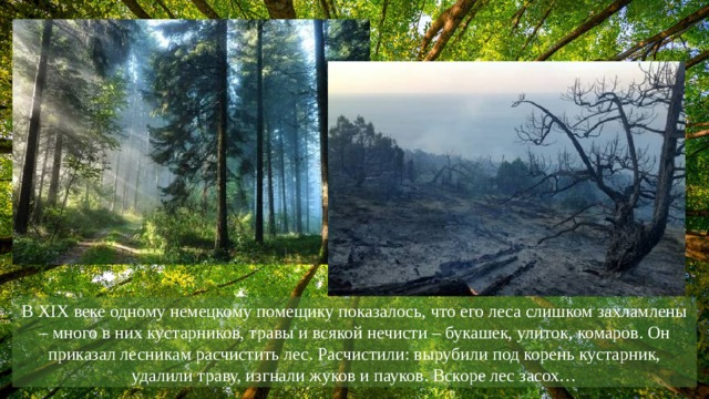 В XIX веке одному немецкому помещику показалось, что его леса слишком захламлены – много в них кустарников, травы и всякой нечисти – букашек, улиток, комаров. Он приказал лесникам расчистить лес. Расчистили: вырубили под корень кустарник, удалили траву, изгнали жуков и пауков. Вскоре лес засох…