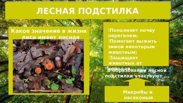ЛЕСНАЯ ПОДСТИЛКА Пополняет почву перегноем; Помогает выжить зимой некоторым животным; Защищает животных от холодов. Какое значение в жизни леса имеет лесная подстилка? В образовании лесной подстилки участвуют ... Микробы и насекомые