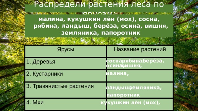 Распредели растения леса по ярусам: малина, кукушкин лён (мох), сосна, рябина, ландыш, берёза, осина, вишня, земляника, папоротник Ярусы Название растений 1. Деревья 2. Кустарники 3. Травянистые растения 4. Мхи сосна, рябина, берёза, вишня, осина, малина , ландыш, земляника, папоротник кукушкин лён (мох),