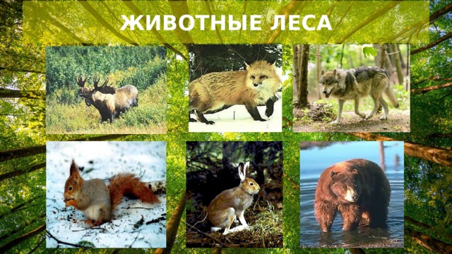 ЖИВОТНЫЕ ЛЕСА