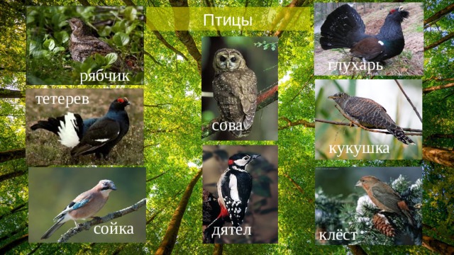 Птицы глухарь рябчик тетерев сова кукушка сойка дятел клёст