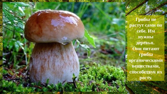Грибы не растут сами по себе. Им нужны деревья. Они питают грибы органическими веществами, способствуя их росту.