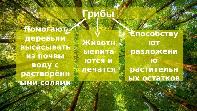 Грибы Способствуют разложению растительных остатков Помогают деревьям высасывать из почвы воду с растворёнными солями Животныепитаются и лечатся