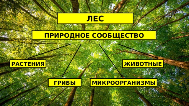 ЛЕС ПРИРОДНОЕ СООБЩЕСТВО РАСТЕНИЯ ЖИВОТНЫЕ ГРИБЫ МИКРООРГАНИЗМЫ