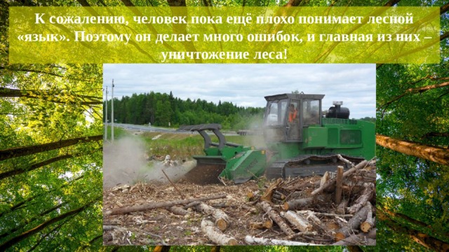 К сожалению, человек пока ещё плохо понимает лесной «язык». Поэтому он делает много ошибок, и главная из них – уничтожение леса!