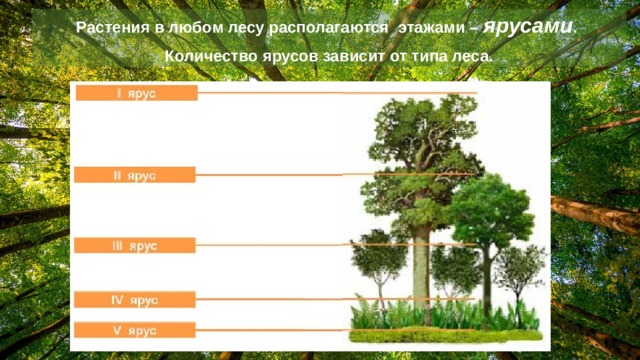 Растения в любом лесу располагаются этажами – ярусами . Количество ярусов зависит от типа леса. I III IV V