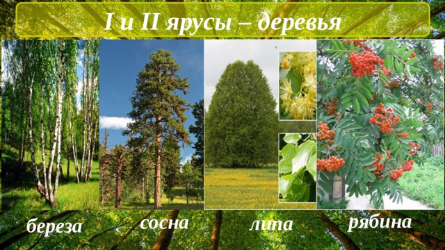 I и II ярусы – деревья рябина сосна липа береза
