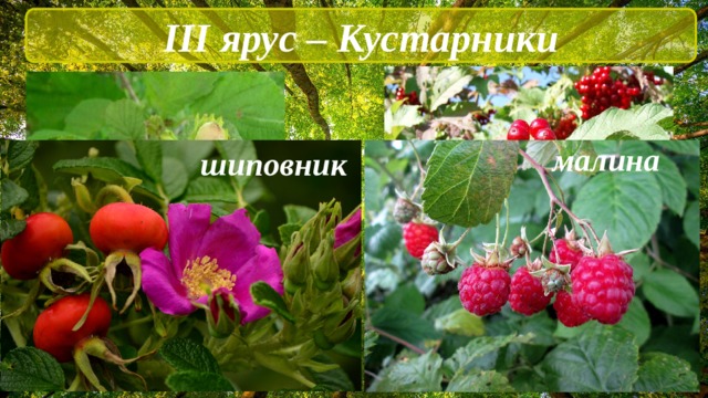 III ярус – Кустарники  малина шиповник лещина калина