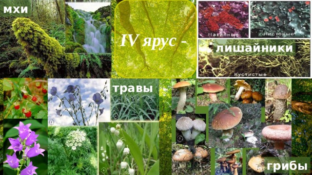 мхи IV ярус - лишайники травы грибы