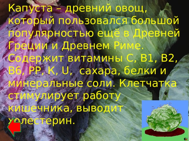 Капуста – древний овощ, который пользовался большой популярностью ещё в Древней Греции и Древнем Риме. Содержит витамины С, В1, В2, В6, РР, К, U, сахара, белки и минеральные соли. Клетчатка стимулирует работу кишечника, выводит холестерин. 