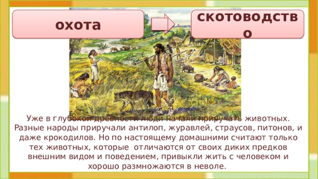 охота скотоводство Уже в глубокой древности люди начали приручать животных. Разные народы приручали антилоп, журавлей, страусов, питонов, и даже крокодилов. Но по настоящему домашними считают только тех животных, которые отличаются от своих диких предков внешним видом и поведением, привыкли жить с человеком и хорошо размножаются в неволе.  