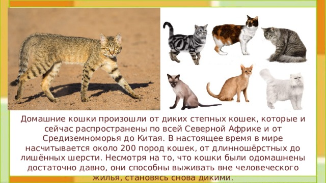 Домашние кошки произошли от диких степных кошек, которые и сейчас распространены по всей Северной Африке и от Средиземноморья до Китая. В настоящее время в мире насчитывается около 200 пород кошек, от длинношёрстных до лишённых шерсти. Несмотря на то, что кошки были одомашнены достаточно давно, они способны выживать вне человеческого жилья, становясь снова дикими. 