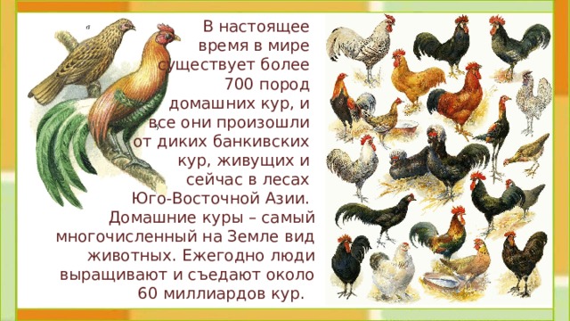 В настоящее время в мире существует более 700 пород домашних кур, и все они произошли от диких банкивских кур, живущих и сейчас в лесах Юго-Восточной Азии. Домашние куры – самый многочисленный на Земле вид животных. Ежегодно люди выращивают и съедают около 60 миллиардов кур. 