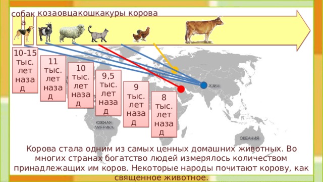 коза кошка овца куры корова собака 10-15 тыс.  лет назад 11 тыс. лет назад 10 тыс. лет назад 9,5 тыс. лет назад 9 тыс. лет назад 8 тыс. лет назад  Корова стала одним из самых ценных домашних животных. Во многих странах богатство людей измерялось количеством принадлежащих им коров. Некоторые народы почитают корову, как священное животное. 