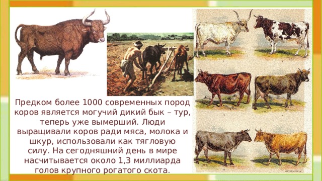 Предком более 1000 современных пород коров является могучий дикий бык – тур, теперь уже вымерший. Люди выращивали коров ради мяса, молока и шкур, использовали как тягловую силу. На сегодняшний день в мире насчитывается около 1,3 миллиарда голов крупного рогатого скота. 