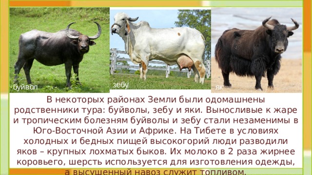 зебу буйвол як В некоторых районах Земли были одомашнены родственники тура: буйволы, зебу и яки. Выносливые к жаре и тропическим болезням буйволы и зебу стали незаменимы в Юго-Восточной Азии и Африке. На Тибете в условиях холодных и бедных пищей высокогорий люди разводили яков – крупных лохматых быков. Их молоко в 2 раза жирнее коровьего, шерсть используется для изготовления одежды, а высушенный навоз служит топливом.   