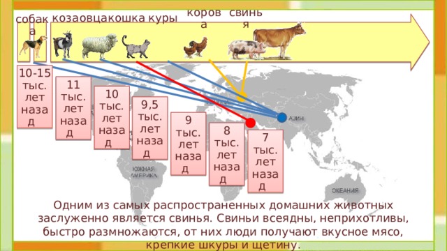 коза свинья корова овца кошка куры собака 10-15 тыс.  лет назад 11 тыс. лет назад 10 тыс. лет назад 9,5 тыс. лет назад 9 тыс. лет назад 8 тыс. лет назад 7 тыс. лет назад  Одним из самых распространенных домашних животных заслуженно является свинья. Свиньи всеядны, неприхотливы, быстро размножаются, от них люди получают вкусное мясо, крепкие шкуры и щетину. 