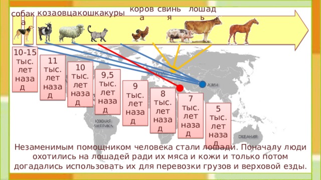 свинья коза кошка корова овца куры лошадь собака 10-15 тыс.  лет назад 11 тыс. лет назад 10 тыс. лет назад 9,5 тыс. лет назад 9 тыс. лет назад 8 тыс. лет назад 7 тыс. лет назад 5 тыс. лет назад  Незаменимым помощником человека стали лошади. Поначалу люди охотились на лошадей ради их мяса и кожи и только потом догадались использовать их для перевозки грузов и верховой езды. 