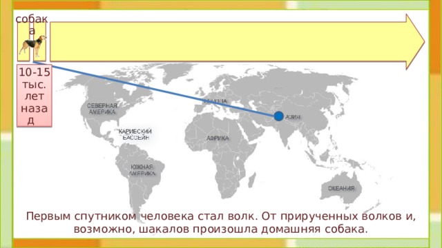 собака 10-15 тыс.  лет назад  Первым спутником человека стал волк. От прирученных волков и, возможно, шакалов произошла домашняя собака. 