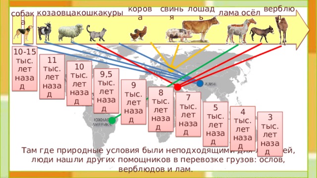 коза свинья верблюд корова лошадь овца лама осёл кошка куры собака 10-15 тыс.  лет назад 11 тыс. лет назад 10 тыс. лет назад 9,5 тыс. лет назад 9 тыс. лет назад 8 тыс. лет назад 7 тыс. лет назад 5 тыс. лет назад 4 тыс. лет назад 3 тыс. лет назад  Там где природные условия были неподходящими для лошадей, люди нашли других помощников в перевозке грузов: ослов, верблюдов и лам. 