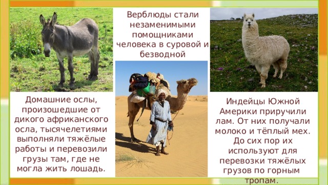 Верблюды стали незаменимыми помощниками человека в суровой и безводной местности.  Домашние ослы, произошедшие от дикого африканского осла, тысячелетиями выполняли тяжёлые работы и перевозили грузы там, где не могла жить лошадь. Индейцы Южной Америки приручили лам. От них получали молоко и тёплый мех. До сих пор их используют для перевозки тяжёлых грузов по горным тропам.  