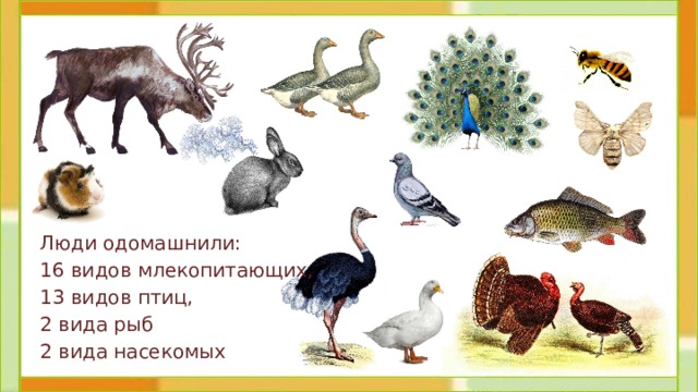 Люди одомашнили: 16 видов млекопитающих, 13 видов птиц, 2 вида рыб 2 вида насекомых 
