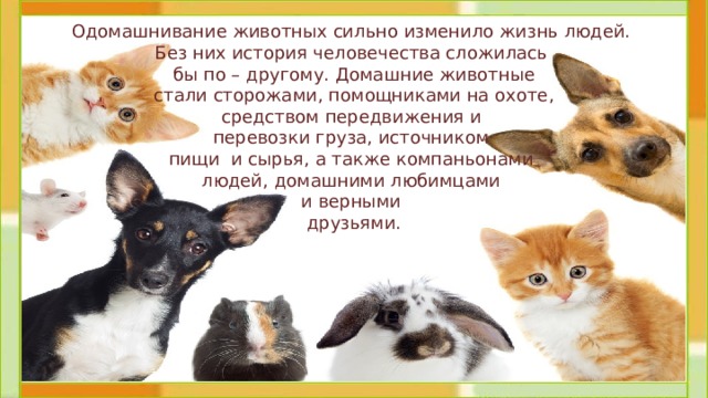 Одомашнивание животных сильно изменило жизнь людей. Без них история человечества сложилась бы по – другому. Домашние животные  стали сторожами, помощниками на охоте, средством передвижения и перевозки груза, источником пищи и сырья, а также компаньонами людей, домашними любимцами и верными друзьями. 