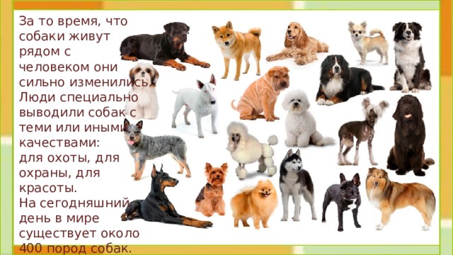 За то время, что собаки живут рядом с человеком они сильно изменились. Люди специально выводили собак с теми или иными качествами: для охоты, для охраны, для красоты. На сегодняшний день в мире существует около 400 пород собак. 