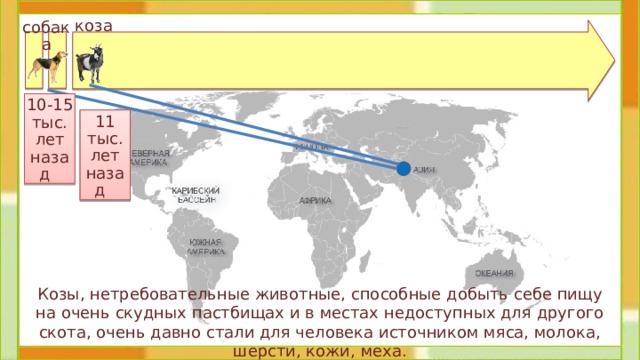 коза собака 10-15 тыс.  лет назад 11 тыс. лет назад  Козы, нетребовательные животные, способные добыть себе пищу на очень скудных пастбищах и в местах недоступных для другого скота, очень давно стали для человека источником мяса, молока, шерсти, кожи, меха. 