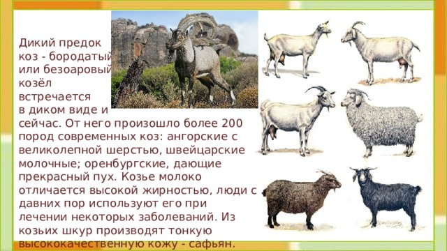 Дикий предок коз - бородатый или безоаровый козёл встречается в диком виде и сейчас. От него произошло более 200 пород современных коз: ангорские с великолепной шерстью, швейцарские молочные; оренбургские, дающие прекрасный пух. Козье молоко отличается высокой жирностью, люди с давних пор используют его при лечении некоторых заболеваний. Из козьих шкур производят тонкую высококачественную кожу - сафьян.  
