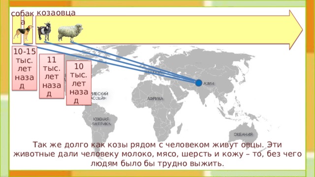 коза овца собака 10-15 тыс.  лет назад 11 тыс. лет назад 10 тыс. лет назад  Так же долго как козы рядом с человеком живут овцы. Эти животные дали человеку молоко, мясо, шерсть и кожу – то, без чего людям было бы трудно выжить. 