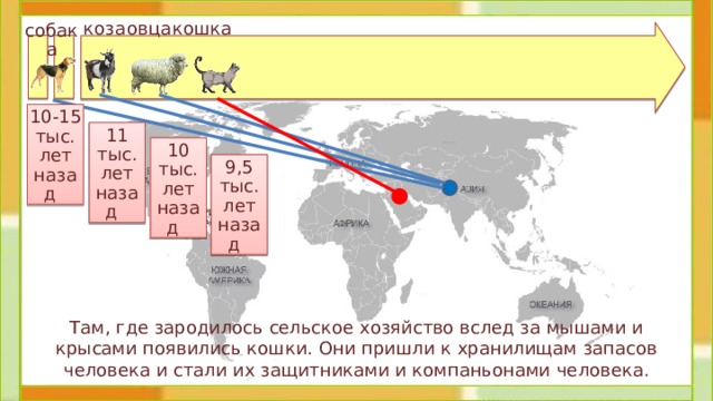 коза овца кошка собака 10-15 тыс.  лет назад 11 тыс. лет назад 10 тыс. лет назад 9,5 тыс. лет назад  Там, где зародилось сельское хозяйство вслед за мышами и крысами появились кошки. Они пришли к хранилищам запасов человека и стали их защитниками и компаньонами человека. 