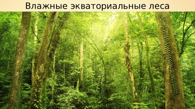 Влажные экваториальные леса 