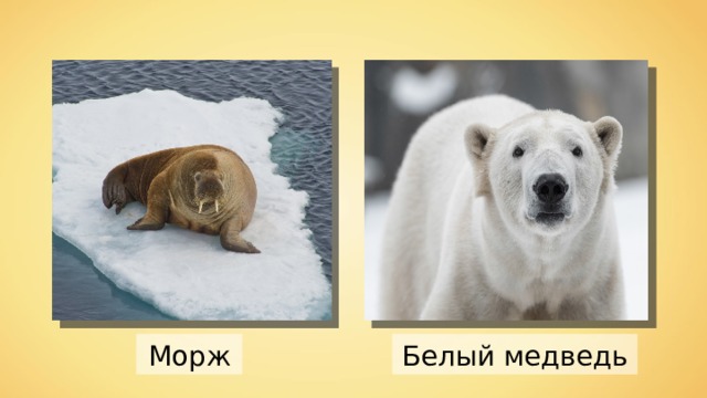 Морж Белый медведь 