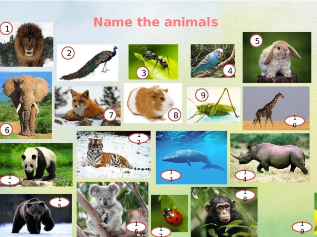 Name the animals 1 5 2 4 3 9 7 8 10 6 12 13 14 11 18 15 16 19 17  