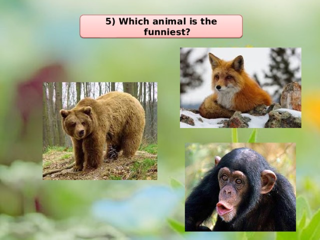 5) Which animal is the funniest? 