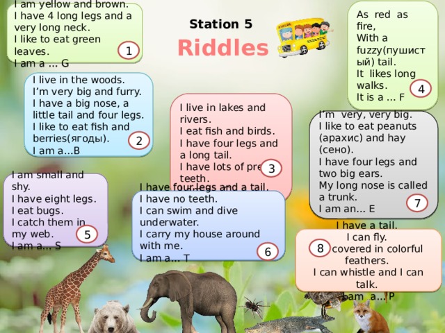 As red as fire, With a fuzzy(пушистый) tail. It likes long walks. It is a … F I am yellow and brown. I have 4 long legs and a very long neck. I like to eat green leaves. I am a … G Station 5 Riddles 1 I live in the woods. I’m very big and furry. I have a big nose, a little tail and four legs. I like to eat fish and berries(ягоды). I am a…B 4 I live in lakes and rivers.  I eat fish and birds.  I have four legs and a long tail.  I have lots of pretty teeth.  I am a... C I’m very, very big. I like to eat peanuts (арахис) and hay (сено). I have four legs and two big ears. My long nose is called a trunk. I am an… E 2 3 I am small and shy. I have eight legs. I eat bugs. I catch them in my web. I am a… S I have four legs and a tail. I have no teeth. I can swim and dive underwater. I carry my house around with me. I am a… T 7 5 I have a tail.  I can fly.  I'm covered in colorful feathers.  I can whistle and I can talk.  I am a... P 8 6 