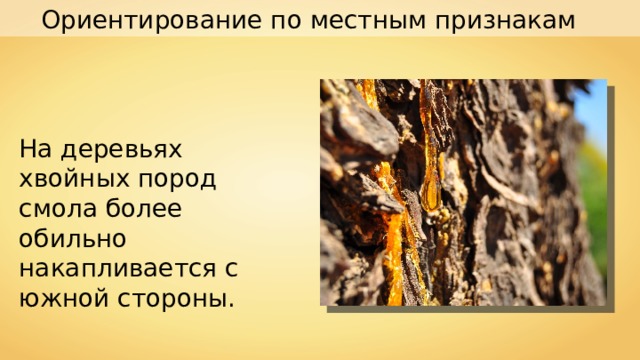 Ориентирование по местным признакам На деревьях хвойных пород смола более обильно накапливается с южной стороны. 
