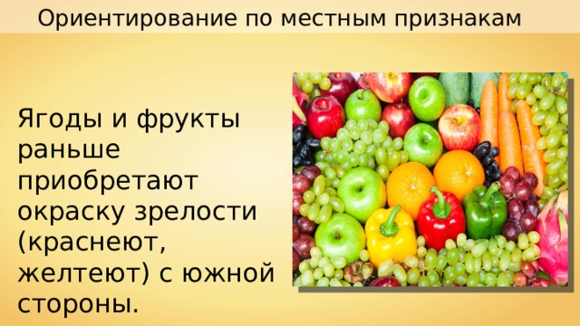 Ориентирование по местным признакам Ягоды и фрукты раньше приобретают окраску зрелости (краснеют, желтеют) с южной стороны. 