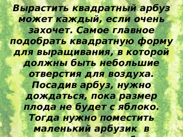 Вырастить квадратный арбуз может каждый, если очень захочет. Самое главное подобрать квадратную форму для выращивания, в которой должны быть небольшие отверстия для воздуха. Посадив арбуз, нужно дождаться, пока размер плода не будет с яблоко. Тогда нужно поместить маленький арбузик в пластиковую коробку. Вырастая, плод заполнит квадратный контейнер и примет его форму. 