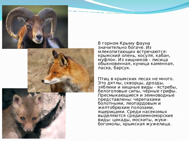  Фауна В горном Крыму фауна значительно богаче. Из млекопитающих встречаются: крымский олень, косуля, кабан, муфлон. Из хищников - лисица обыкновенная, куница каменная, ласка, барсук. Птиц в крымских лесах не много. Это дятлы, скворцы, дрозды, зяблики и хищные виды - ястребы, белоголовые сипы, чёрные грифы. Пресмыкающиеся и земноводные представлены: черепахами болотными, леопардовым и желтобрюхим полозами, ящерицами. Среди насекомых выделяются средиземноморские виды: цикады, москиты, жуки-богомолы, крымская жужелица. 