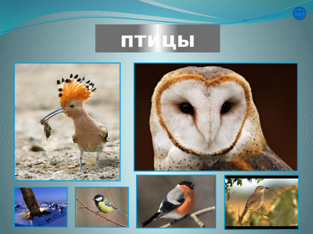 птицы 