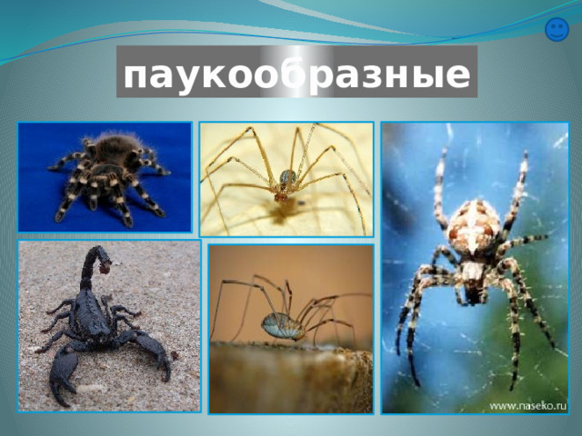 паукообразные 