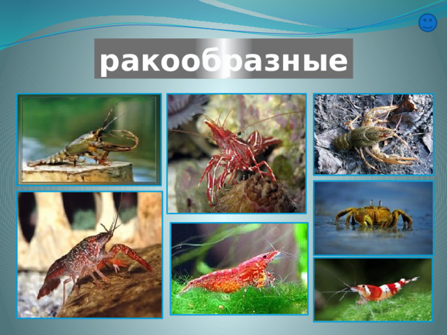 ракообразные 